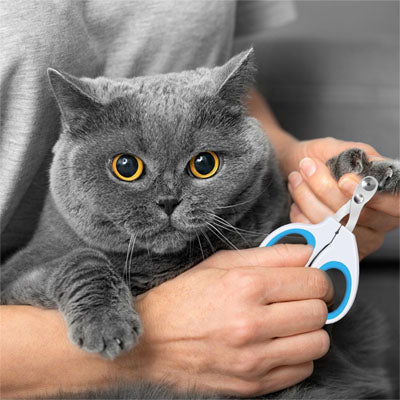 Coupe griffe chat | PawCare